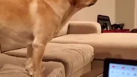 Dog dancing