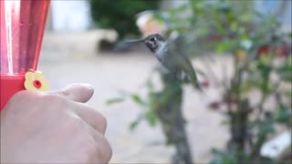 How to tame wild hummingbird?