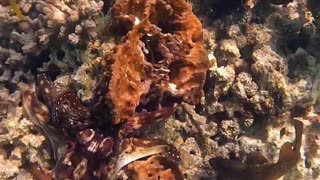 Octopus Gets Pushy