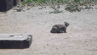 A day at the squirrel spa