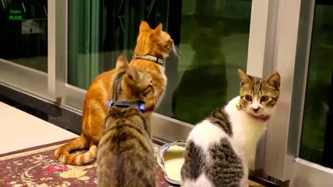 Funny Cats and Kittens Meowing Compilation