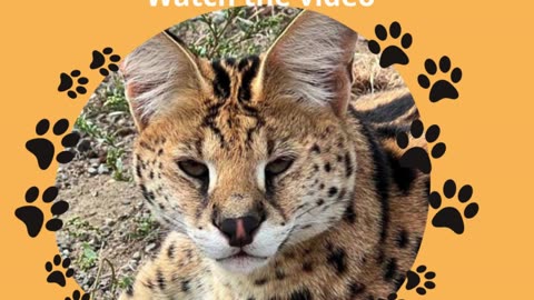 This may be the first time you hear the sound of a small serval cat