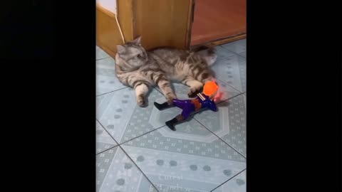 Cat Funny Vid