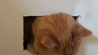 Cat Caught By Contractor's Handy Work