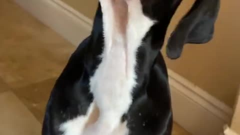 Smiling Great Dane Puppy Loves To Crunch & Munch Training Toast