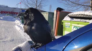 Raven stands on side-view mirror