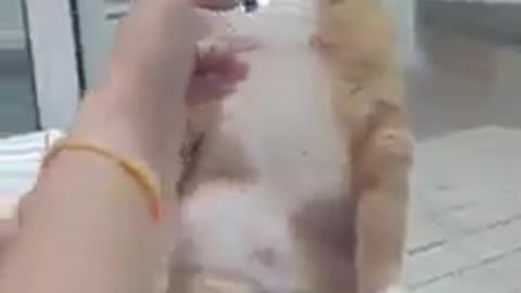 Cat play shooting gun with his owner and pretended as dead