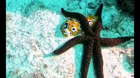 Starfish Hugging a Nudibranchs