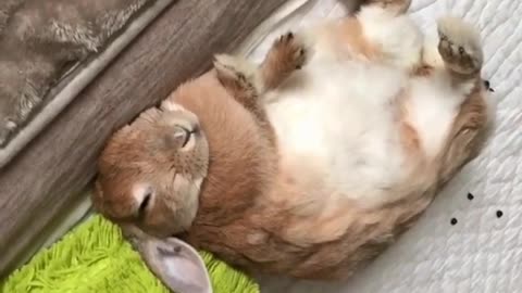 This cute rabbit rabbit is sleepy