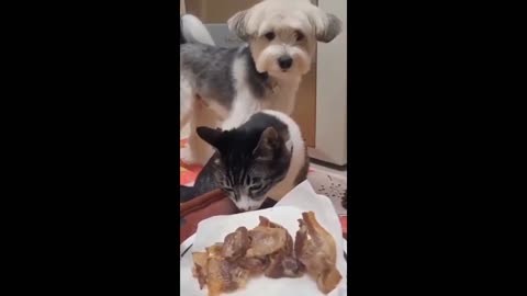 Funny animals😁 - Funny cats / dogs - Funny animal videos