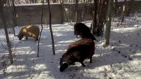 Putting The Ram with the Ewes… Breeding Season!