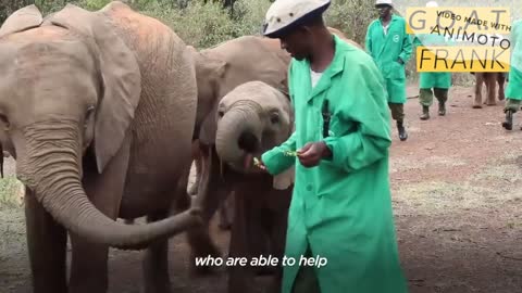 These guys sleep next to baby elephants for years to get them ready to go back to the wild