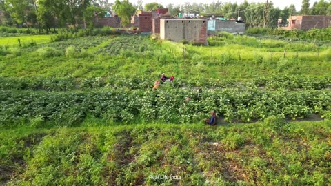 Natural Village Life In India UP [] Morning Routine In Village [] Real Life India