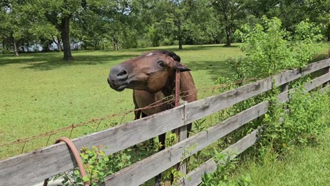 Horsing around