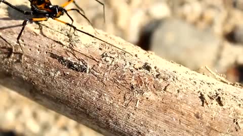spider on the tree | freevideo24