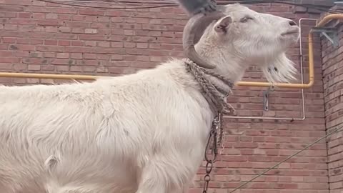 Trained goat putting on a show!