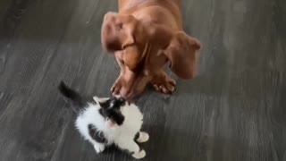 Dachshund pushing the cat with his nose