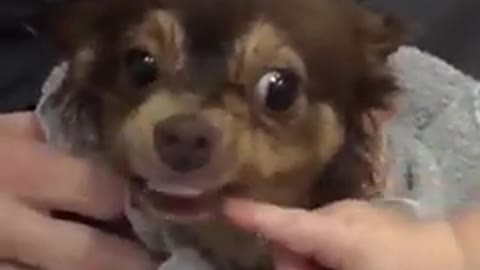 Chihuahua biting baby...