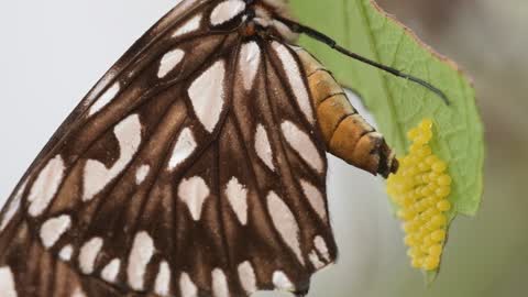 Beautiful Butterfly Close-Up