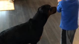 How to train a Rottweiler by a 4 year old