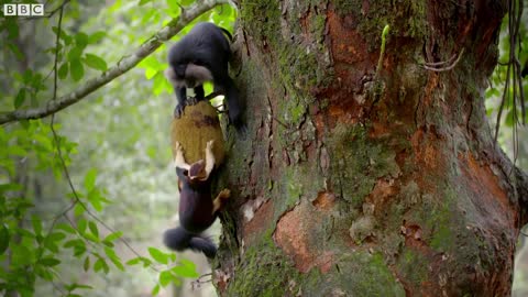 Macaques SLAP Squirrels And Steal Their Food | Primates | BBC Earth