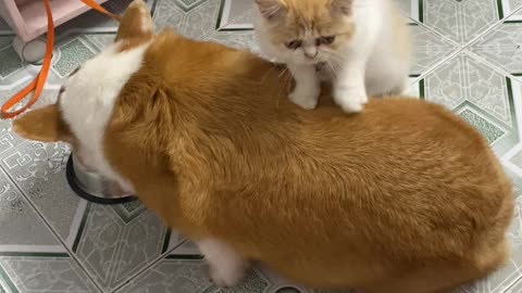 Cat Massages Hungry Corgi