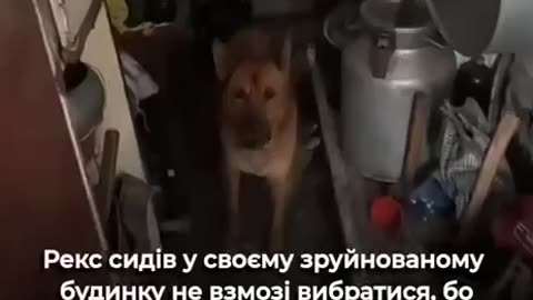 The incredible story of Rex, who almost died due to the shelling of the
