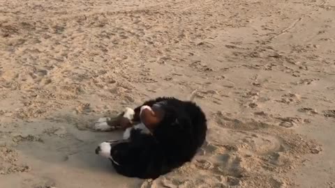 Bernese Mountain Dog rolls around in the sand