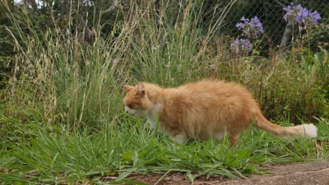 Cat eating grass...