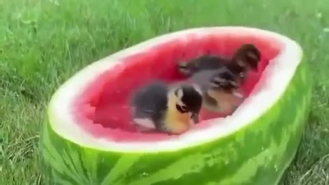 Funny animals video's