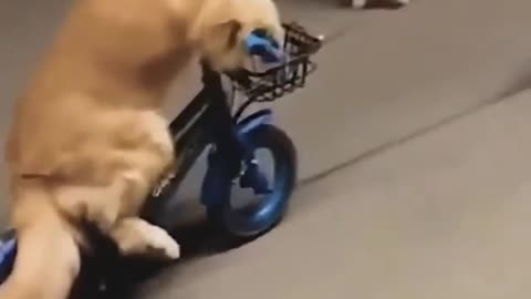 A dog drives a bike