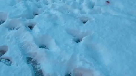 Dog Snow Fight