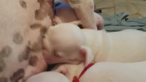 Newborn French Bulldog Puppies Fighting To Breastfeed