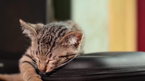 Cute&sleeply cat falling when she is sleeping