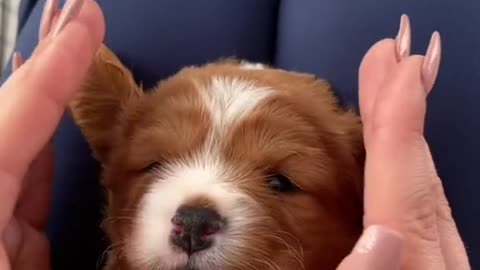 Cute little puppy video 4k 2021