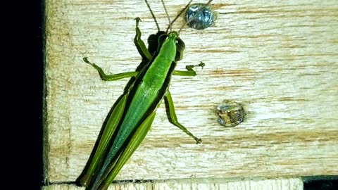 Dancing Grasshopper
