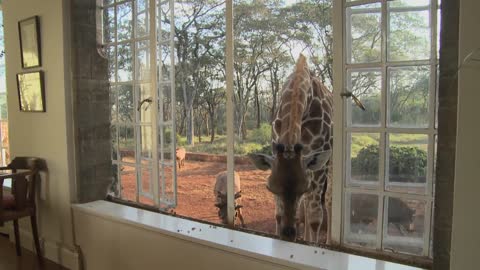 Giraffes stick their heads into the windows of an old mansion in Africa