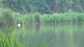 106 Toussaint Wildlife - Oak Harbor Ohio - Playing After The Rain