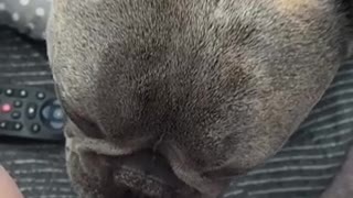 French Bulldog has sweetest relationship with newborn baby