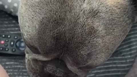 French Bulldog has sweetest relationship with newborn baby