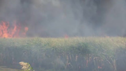 Burning Sugar Cane Field