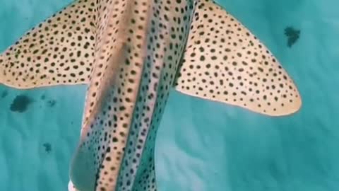 Leopard sharks