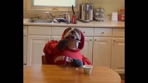 Bulldog with human hands eats yogurt