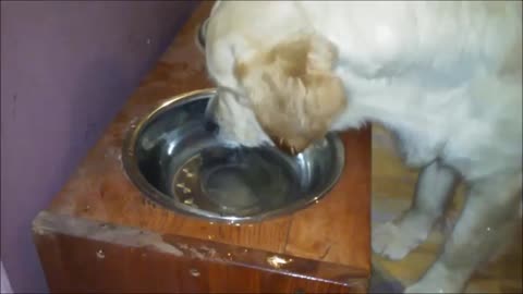 Golden Retriever still learning how to drink water