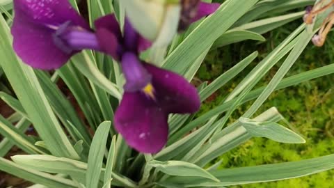 Purple flowers are so charming