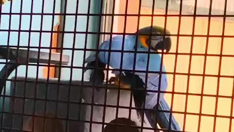 Macaw waving goodbye