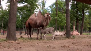 Camello bebé da sus primeros pasos