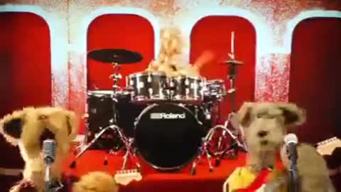 dog band