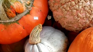 Decorative Ornamental Pumpkins 2