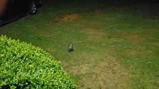 Opossum eating with the cats.